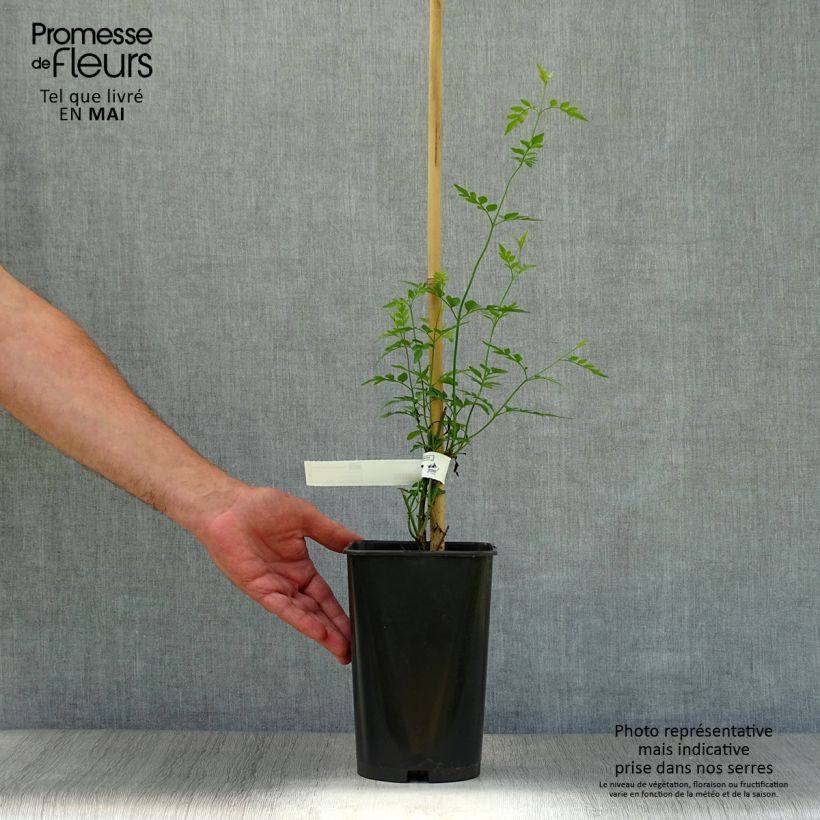 Exemplaar van Jasminum grandiflorum - Spaanse jasmijn Pot van 2 l/3 l zoals geleverd in de lente