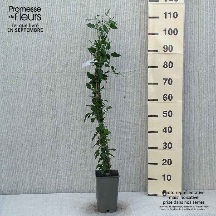 Exemplaar van Jasminum azoricum - Azoren jasmijn Pot van 2 l/3 l zoals geleverd in de zomer