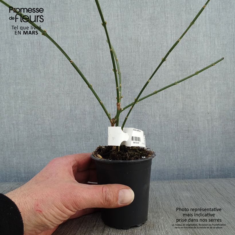 Example of Jasminum nudiflorum - Winterjasmijn Kweekpotje van 8/9 cm as you get in hiver