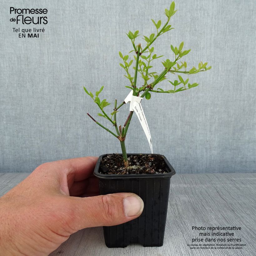 Exemplaar van Jasminum nudiflorum - Winterjasmijn Kweekpotje van 8/9 cm zoals geleverd in de lente