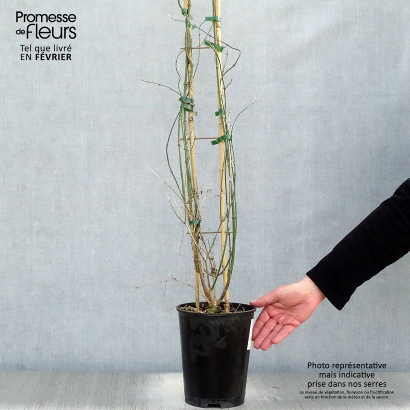 Example of Jasminum nudiflorum - Winterjasmijn Pot van 2 l/3 l as you get in hiver