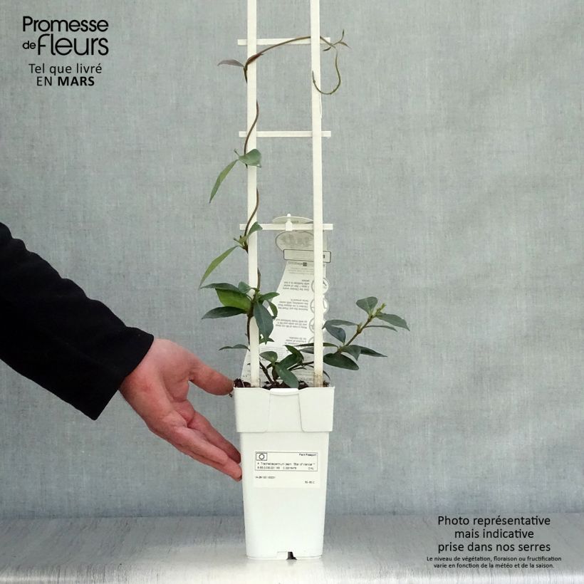 Exemplaar van Trachelospermum jasminoïdes Star Of Venice - Toscaanse jasmijn Pot van 2 l/3 l zoals geleverd in de lente