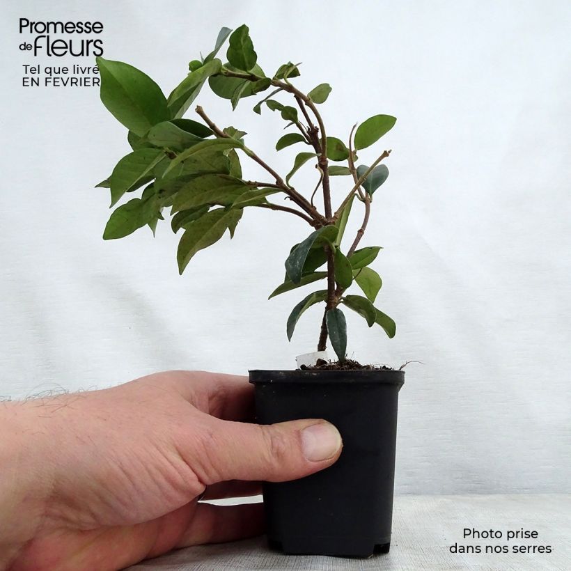 Example of Trachelospermum jasminoides - Toscaanse jasmijn Kweekpotje van 8/9 cm as you get in hiver