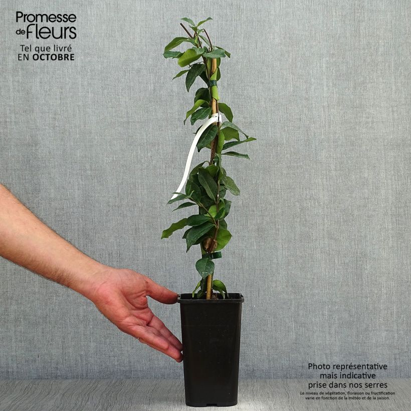 Exemplaar van Trachelospermum jasminoides - Toscaanse jasmijn Pot van 1 l/1,5 l zoals geleverd in de herfst