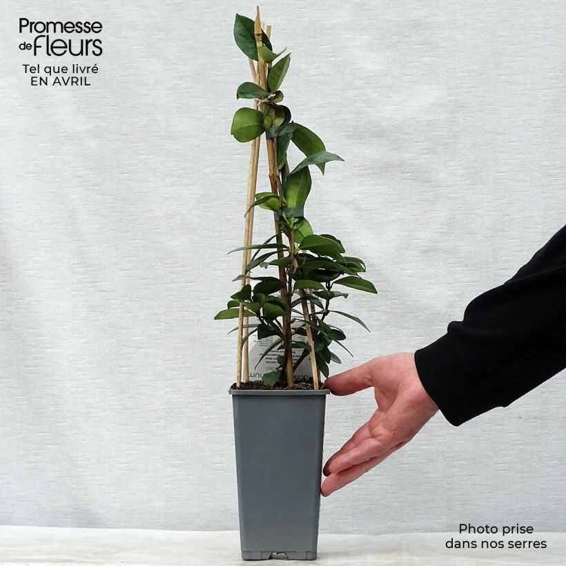 Exemplaar van Trachelospermum jasminoides - Toscaanse jasmijn Pot van 2 l/3 l zoals geleverd in de lente