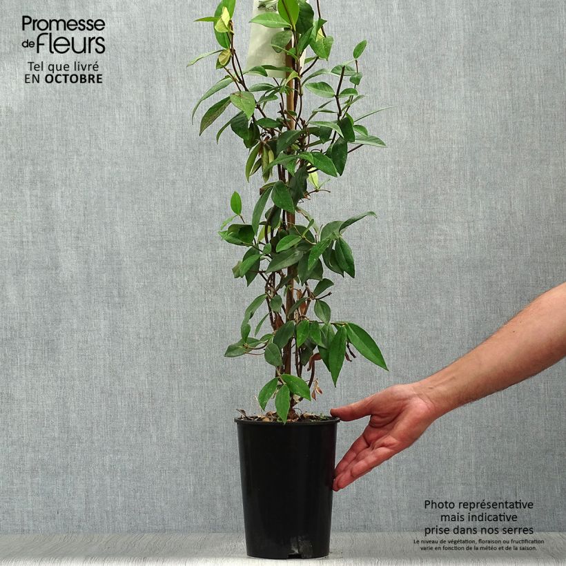 Exemplaar van Trachelospermum jasminoides - Toscaanse jasmijn Pot van 2 l/3 l zoals geleverd in de herfst