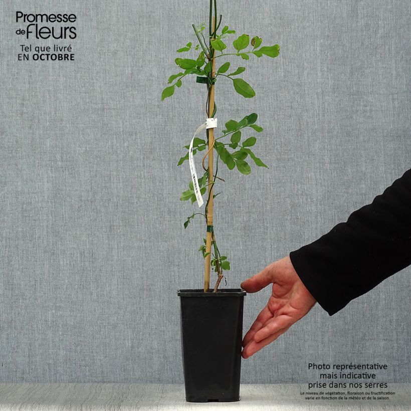 Exemplaar van Jasmijn Affinis - Jasminum officinale Pot van 1,5 l/2 l zoals geleverd in de herfst