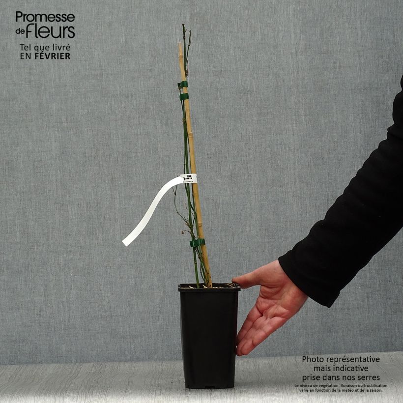 Example of Jasmijn Affinis - Jasminum officinale Pot van 1,5 l/2 l as you get in hiver