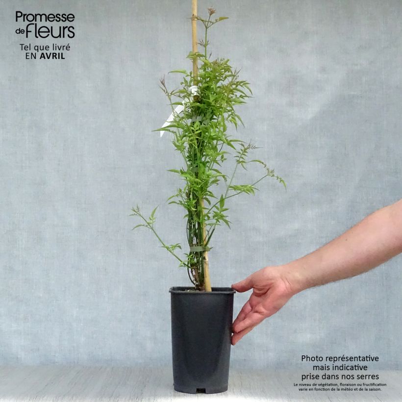 Exemplaar van Jasminum officinale - Jasmijn Pot van 2 l/3 l zoals geleverd in de lente