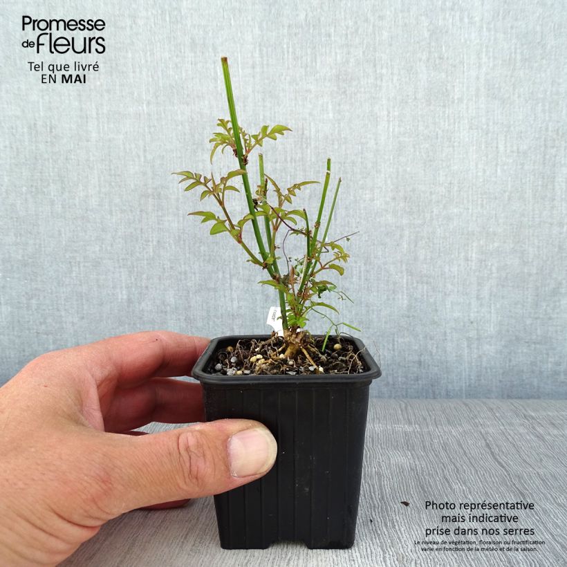 Example of Jasminum officinale - Jasmijn Kweekpotje van 8/9 cm as you get in printemps