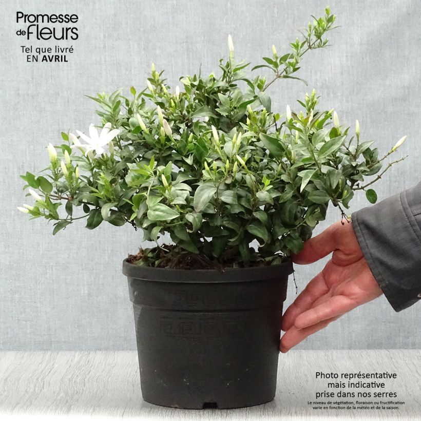 Exemplaar van Jasminum multipartitum - Wilde sterjasmijn Pot van 2 l/3 l zoals geleverd in de lente