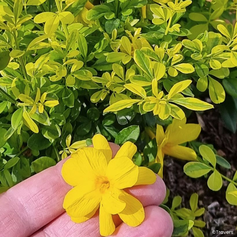Jasminum mesnyi Goldtouch - Roze jasmijn (Bloei)
