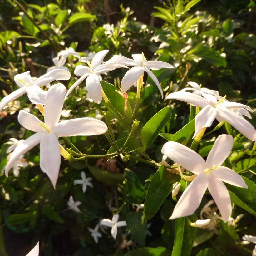 Jasminum azoricum - Azoren jasmijn (Flowering)