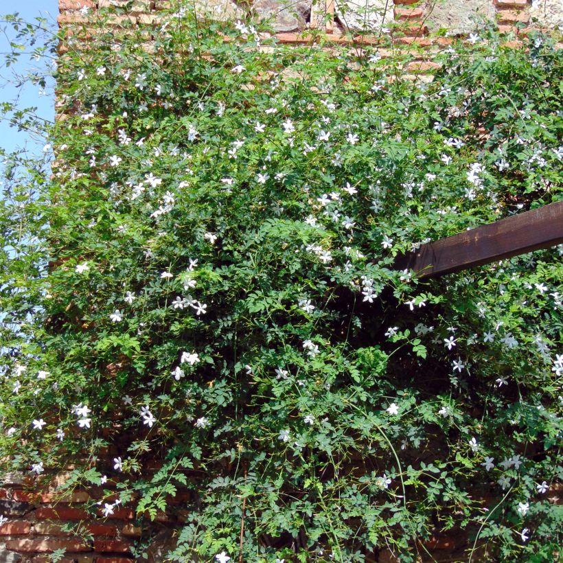 Jasminum azoricum - Azoren jasmijn (Plant habit)