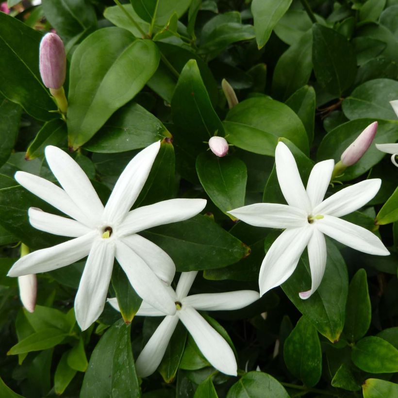 Jasminum multipartitum - Wilde sterjasmijn (Flowering)
