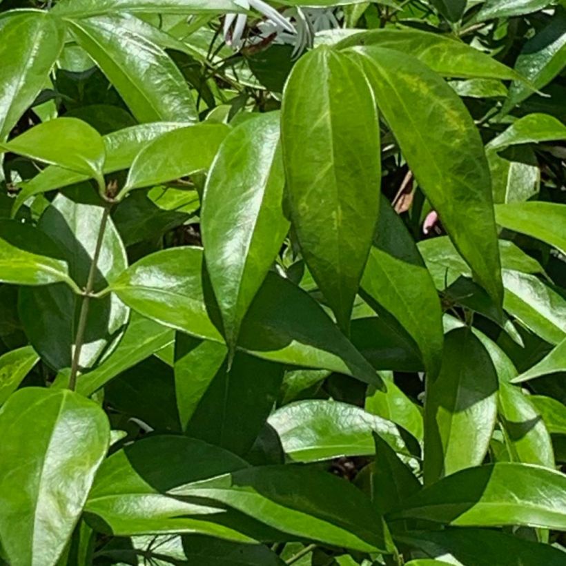 Jasminum nitidum - Jasmijn (Blad)