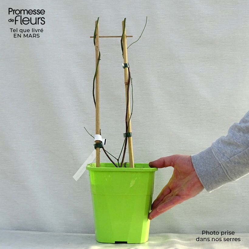 Exemplaar van Jasminum officinale Clotted Cream - Jasmijn Pot van 1,5 l/2 l zoals geleverd in de lente