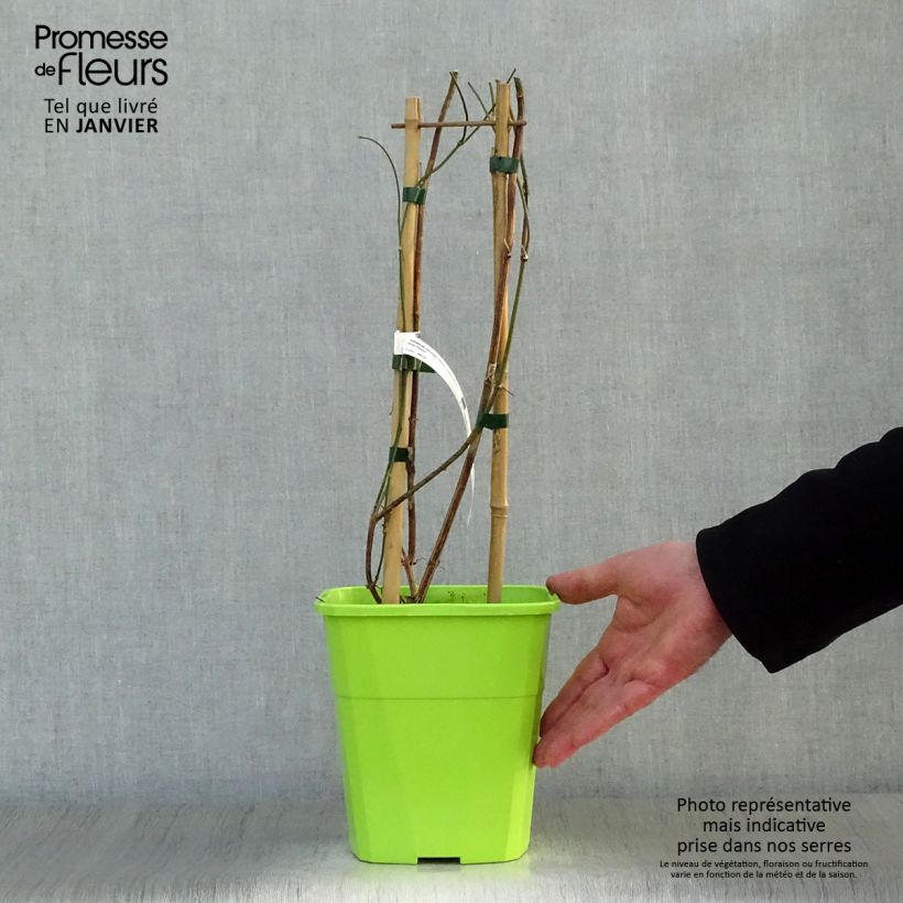 Example of Jasminum officinale Clotted Cream - Jasmin parfumé Pot van 1,5 l/2 l as you get in hiver