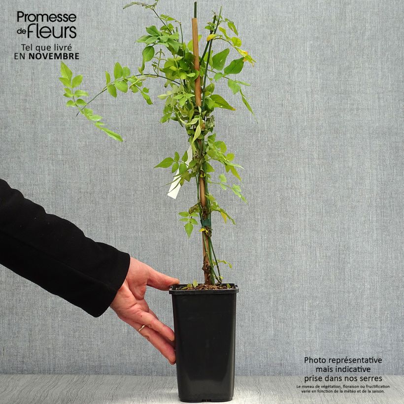 Exemplaar van Jasminum officinale Clotted Cream - Jasmijn Pot van 1,5 l/2 l zoals geleverd in de herfst