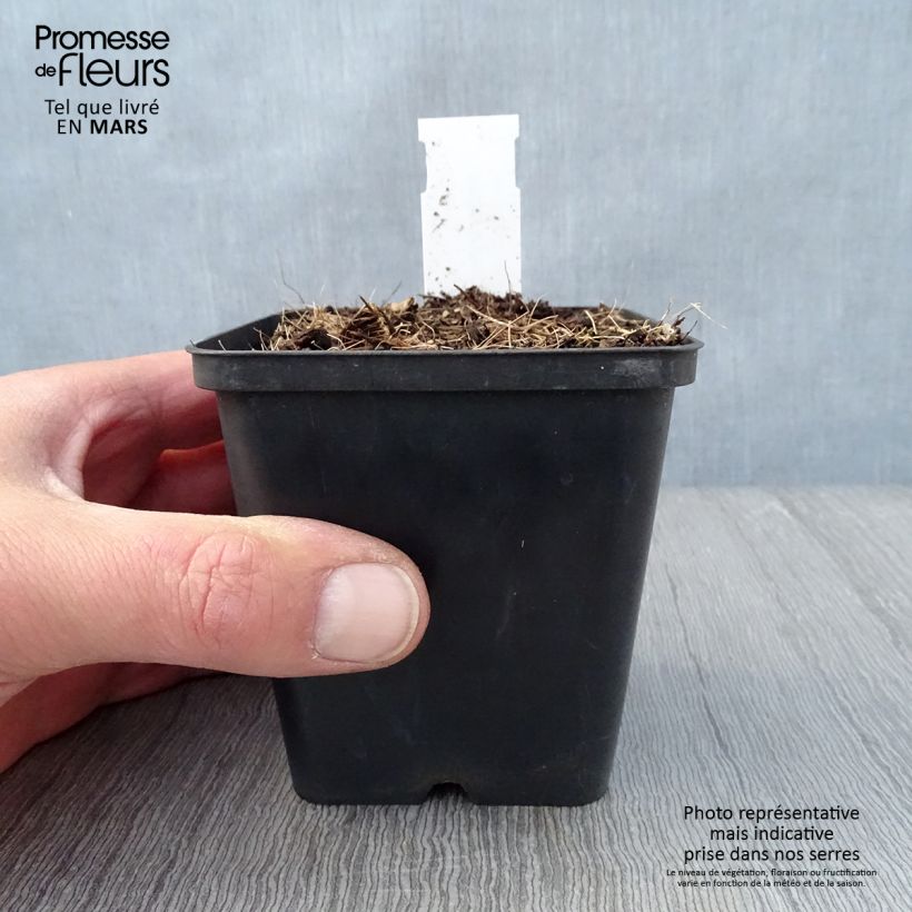 Exemplaar van Jeffersonia diphylla Kweekpotje van 8/9 cm zoals geleverd in de lente