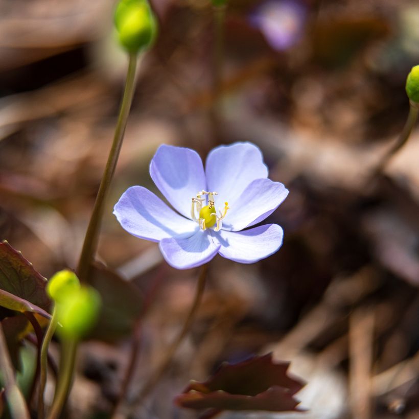 Jeffersonia dubia - Schildblad (Bloei)