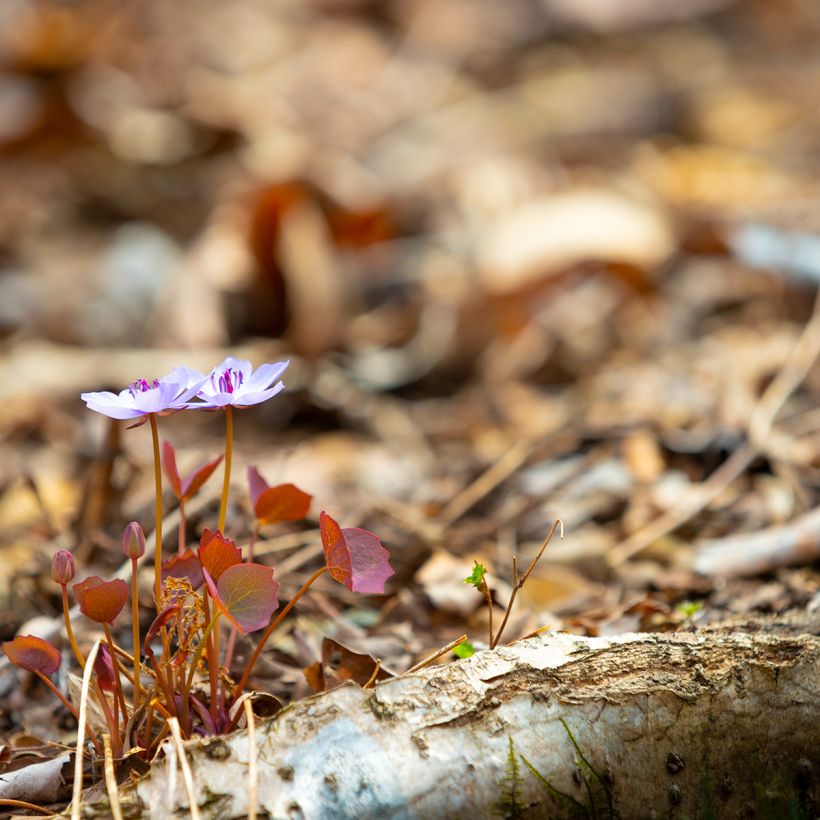 Jeffersonia dubia - Schildblad (Groeiplaats)