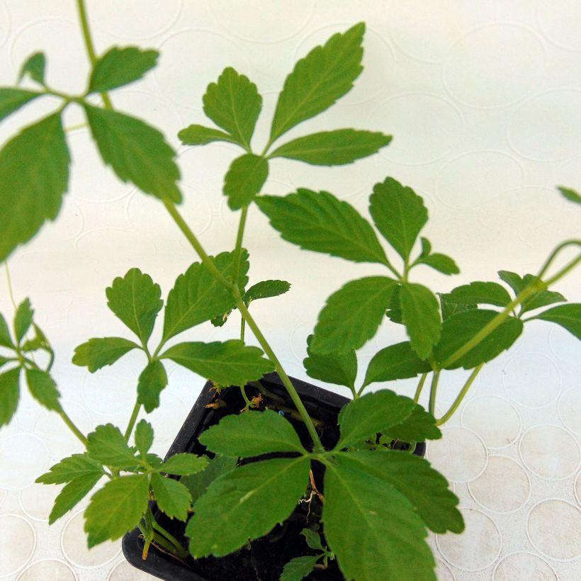 Jiaogulan Onsterfelijkheidskruid BIO - Gynostemma pentaphyllum (Blad)