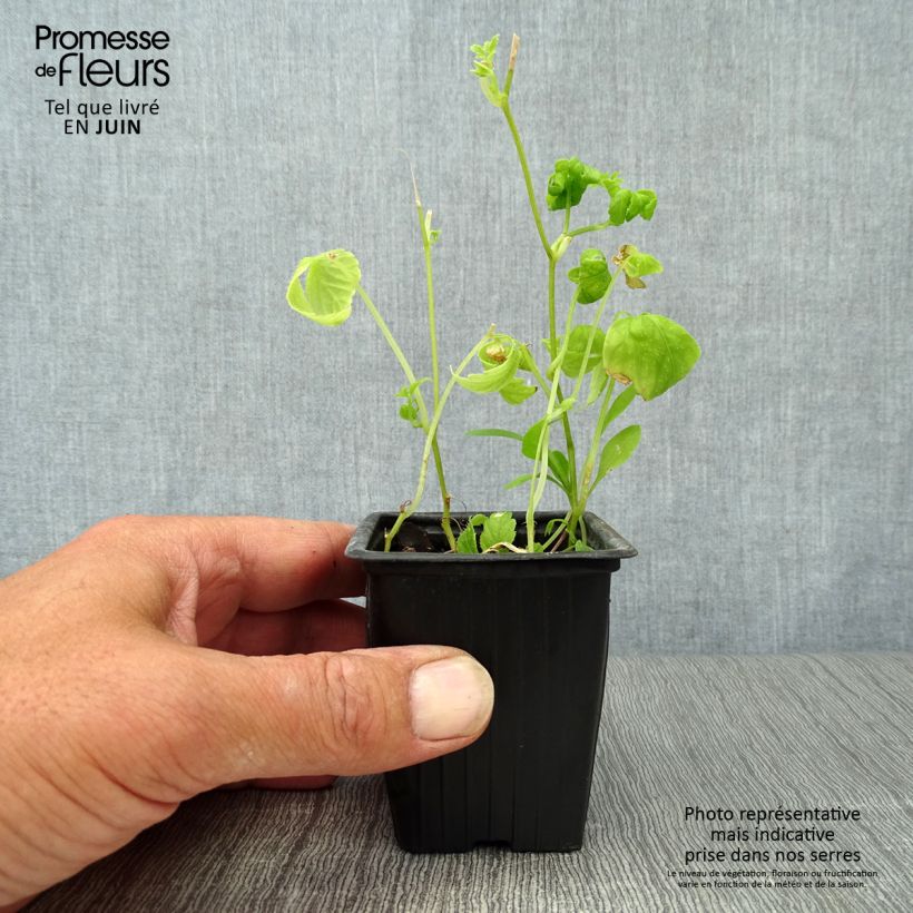 Exemplaar van Jiaogulan Onsterfelijkheidskruid BIO - Gynostemma pentaphyllum Kweekpotje van 7/8 cm zoals geleverd in de zomer