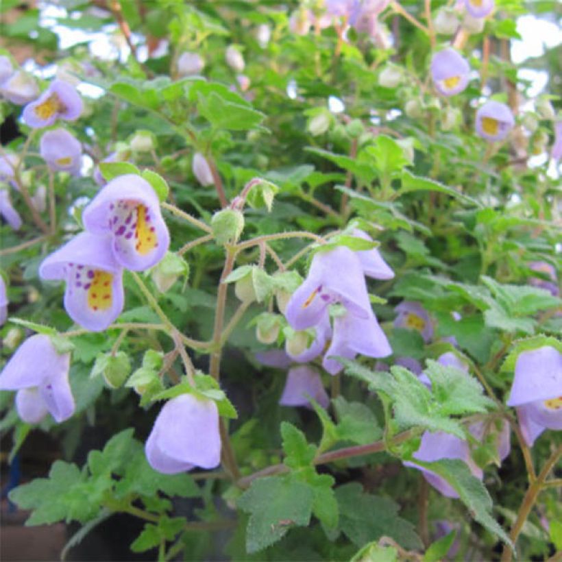 Jovellana violacea (Flowering)