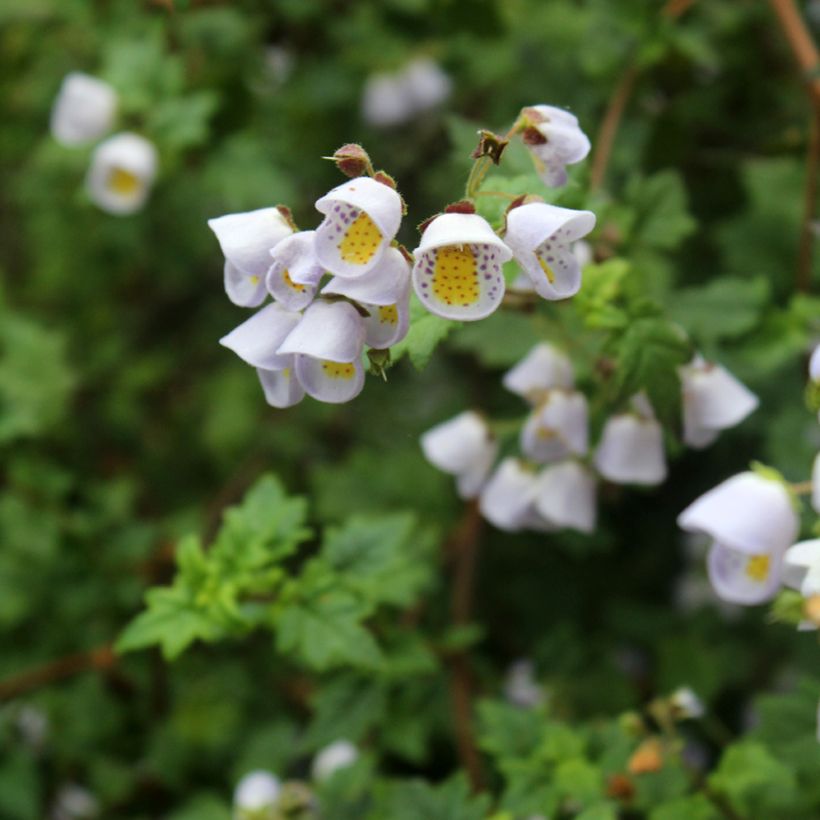 Jovellana violacea (Bloei)