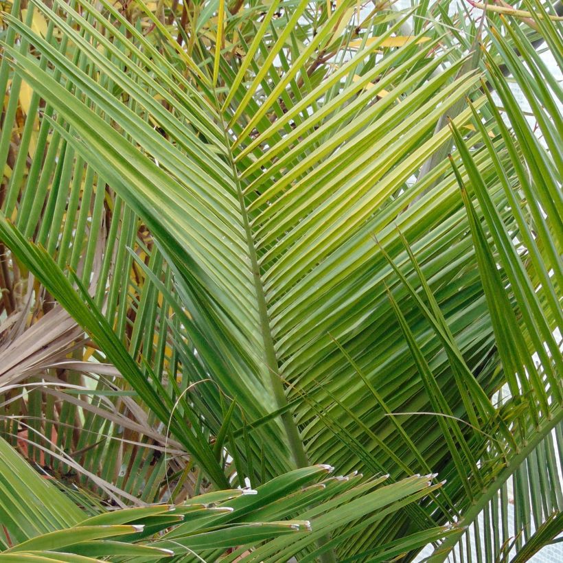 Jubaea chilensis - Chileense wijnpalm (Foliage)