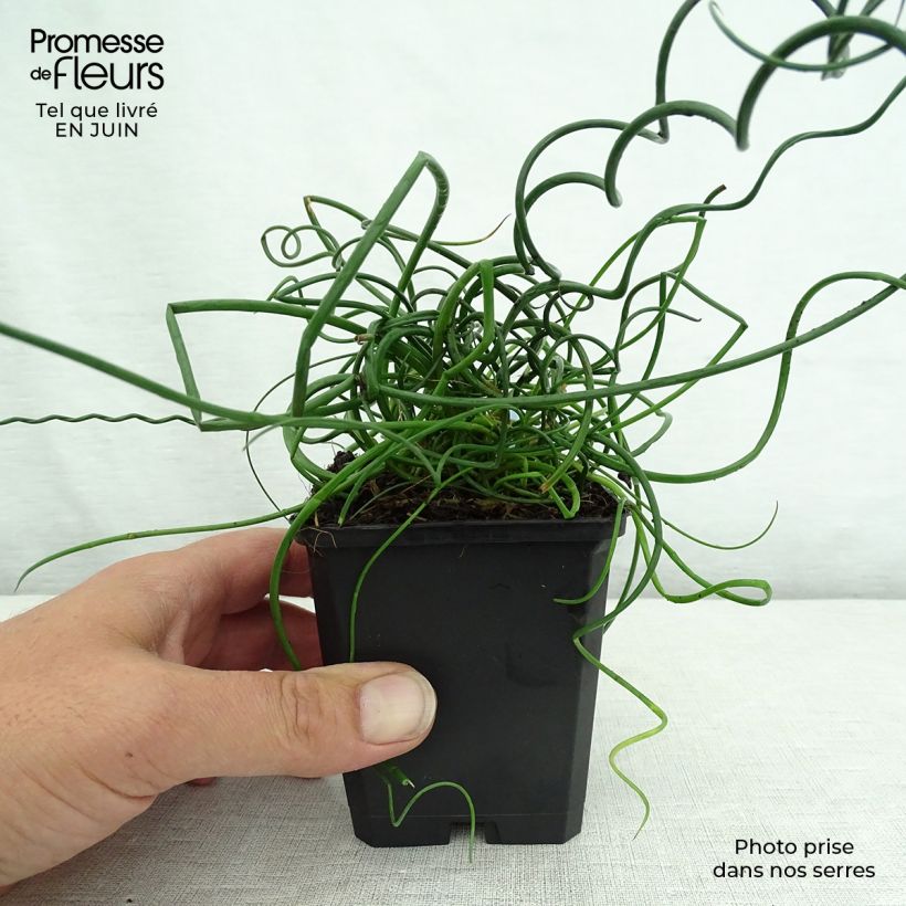 Exemplaar van Juncus effusus Spiralis - Krulpitrus Kweekpotje van 8/9 cm zoals geleverd in de zomer