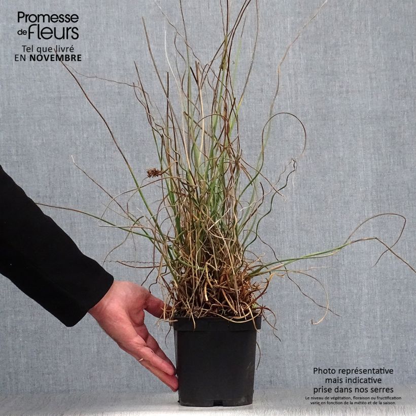 Exemplaar van Juncus effusus Spiralis - Krulpitrus Pot van 2 l/3 l zoals geleverd in de herfst