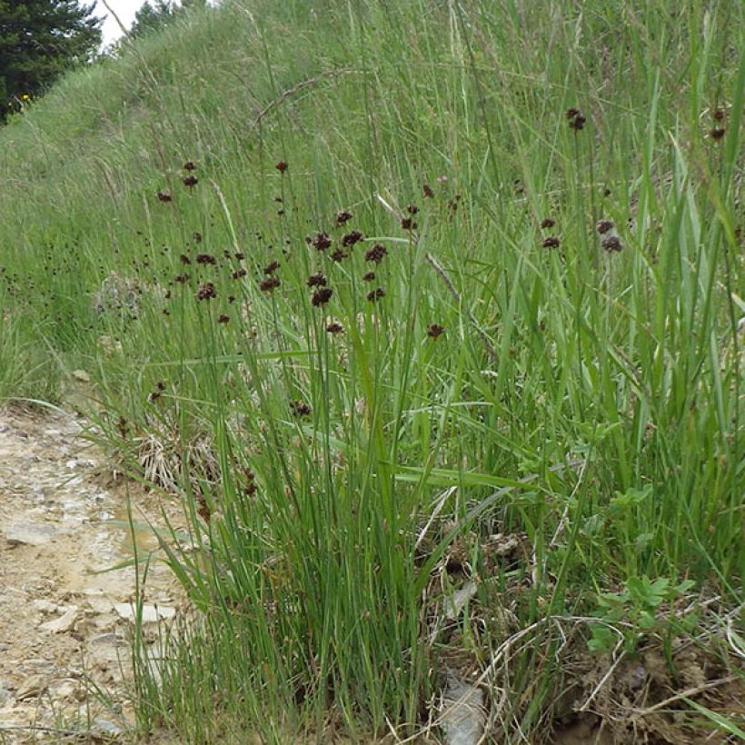 Juncus ensifolius - Zwaardrus (Plant habit)