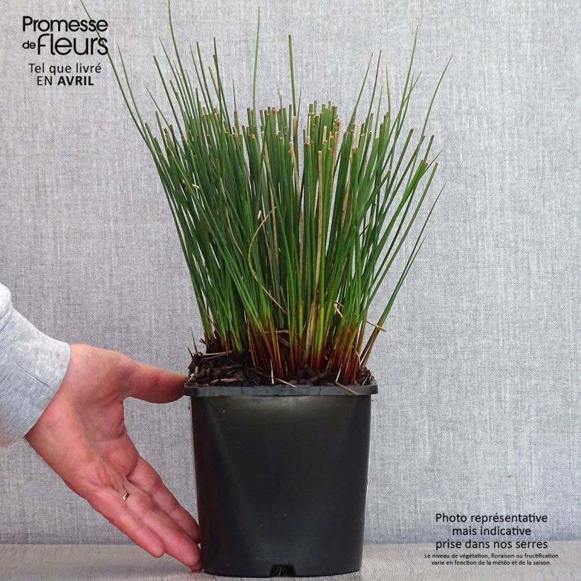 Exemplaar van Juncus inflexus Blue Arrows - Zeegroene rus Pot van 2 l/3 l zoals geleverd in de lente
