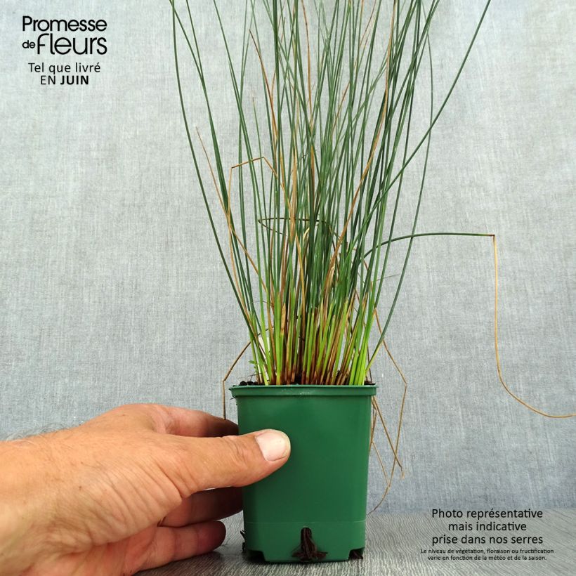 Exemplaar van Juncus inflexus Blue Dart - Zeegroene rus Kweekpotje van 8/9 cm zoals geleverd in de zomer