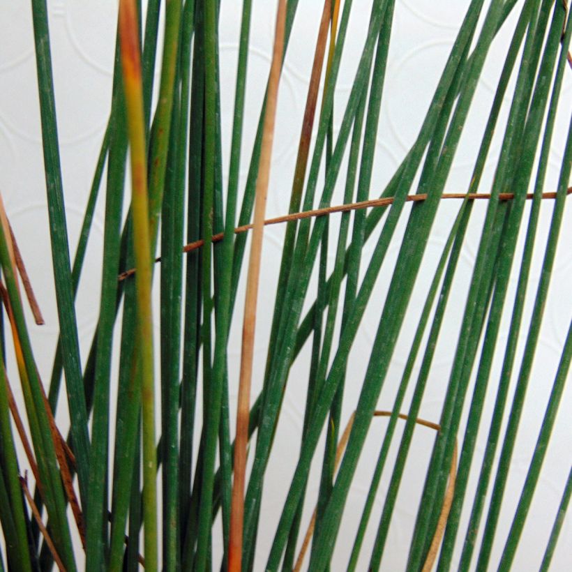 Juncus inflexus - Zeegroene rus (Foliage)