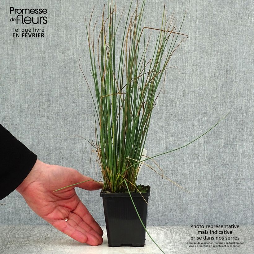 Example of Juncus inflexus - Jonc des jardiniers Kweekpotje van 8/9 cm as you get in hiver