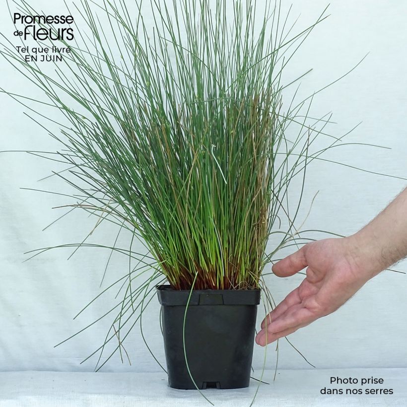 Exemplaar van Juncus inflexus - Zeegroene rus Pot van 2 l/3 l zoals geleverd in de zomer