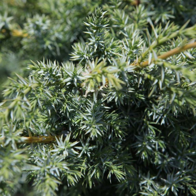 Juniperus chinensis Blue Alps - Chinese jeneverbes (Foliage)
