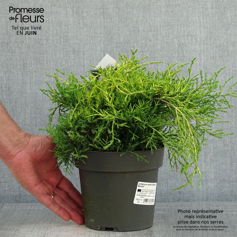 Exemplaar van Juniperus chinensis Golden Saucer - Jeneverbes Pot van 2 l/3 l zoals geleverd in de lente