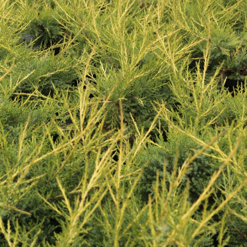 Juniperus chinensis Kuriwao Gold (Foliage)