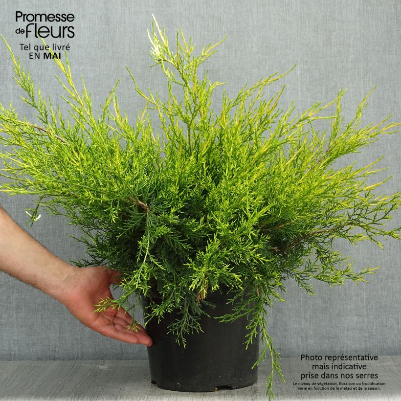 Example of Juniperus chinensis Kuriwao Gold - Genévrier hybride  Pot van 7,5 l/10 l as you get in printemps