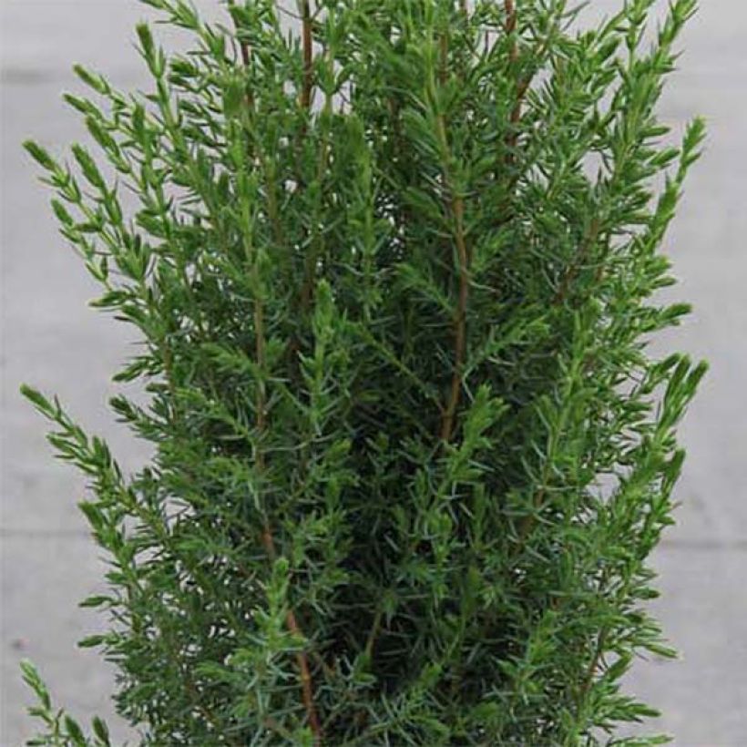 Juniperus communis Arnold - Jeneverbes (Foliage)