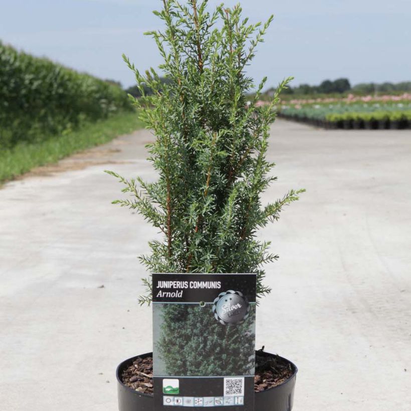 Juniperus communis Arnold - Jeneverbes (Plant habit)