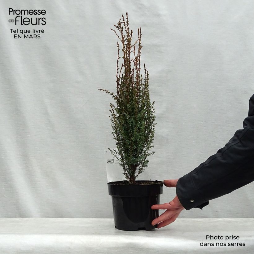 Exemplaar van Juniperus communis Arnold - Jeneverbes Pot van 2 l/3 l zoals geleverd in de lente