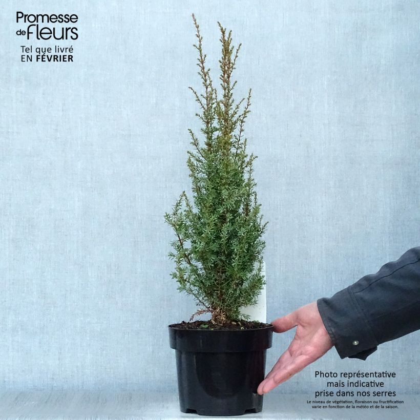 Example of Juniperus communis Arnold - Genévrier commun Pot van 2 l/3 l as you get in hiver