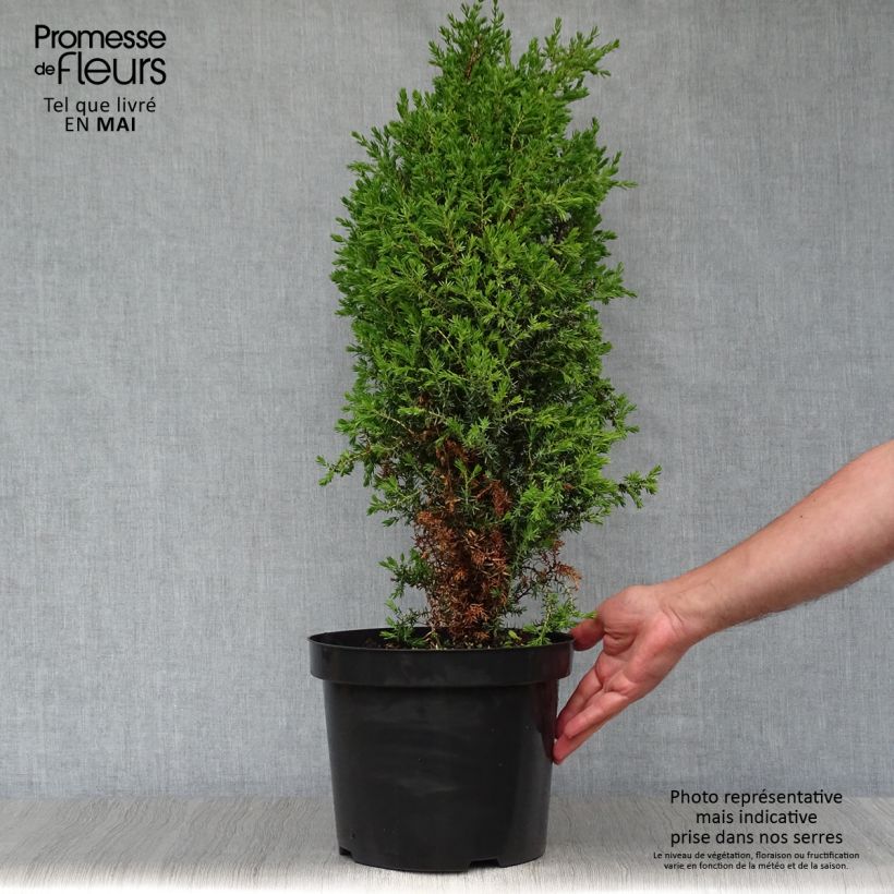 Exemplaar van Juniperus communis Arnold - Jeneverbes Pot van 7,5 l/10 l zoals geleverd in de lente