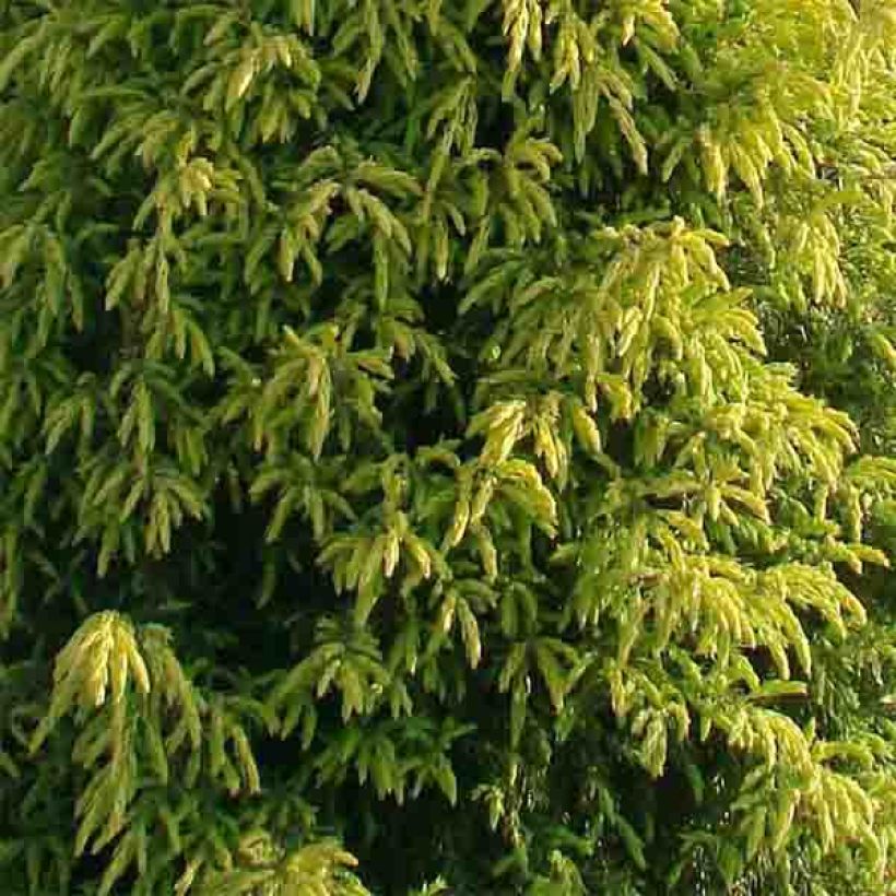 Juniperus communis Gold Cone - Jeneverbes (Foliage)