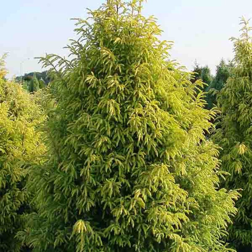 Juniperus communis Gold Cone - Jeneverbes (Plant habit)